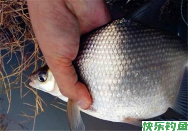 4月钓鳊鱼的好时机，这些钓鳊鱼的的技巧，你要知道