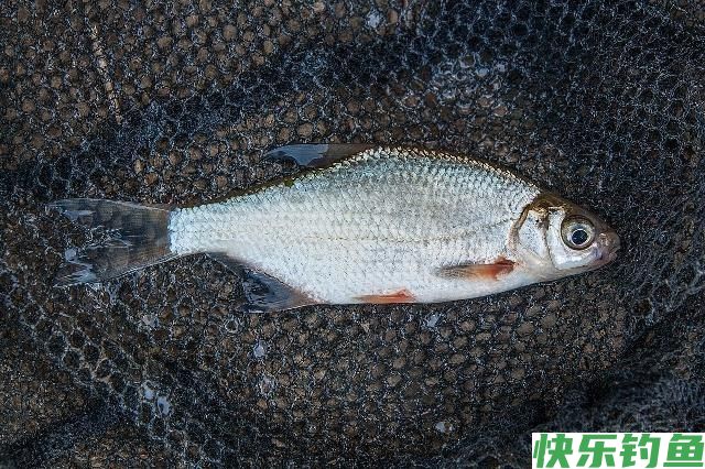 春末作钓鳊鱼小技巧，想要有个好渔获，还不快来看看！