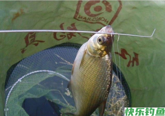 掌握了这些作钓技巧，在钓鳊鱼的时候，渔获一定会非常可观