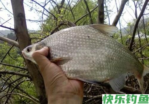 鳊鱼是我见过最好钓的鱼，一钓一箩筐！不要告诉我你还没钓过鳊鱼