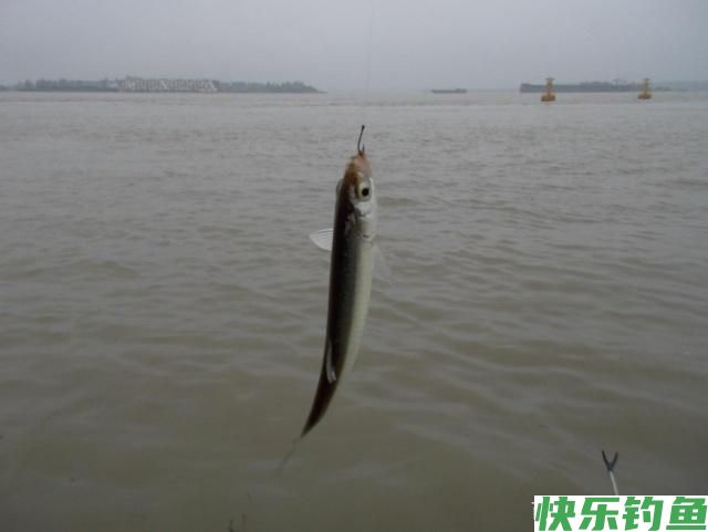 钓友们鲫鱼、白条、鳊鱼、翘嘴生活习性你们了解吗？(下)