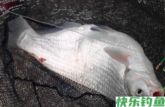 早春钓鳊鱼的时候，饵料和窝料就这么选，上鱼很简单