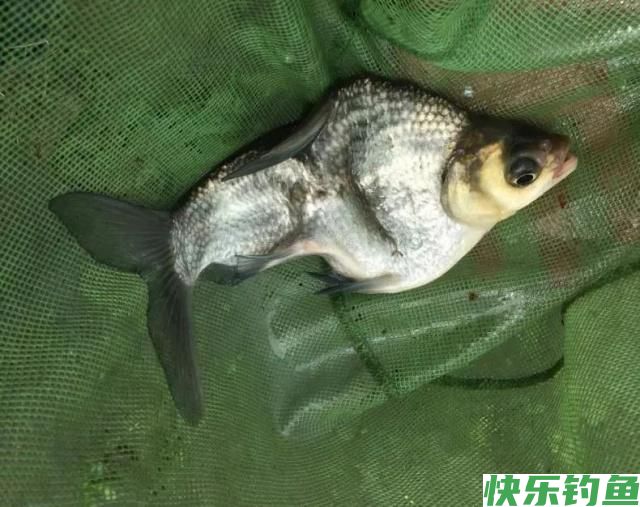 野钓鳊鱼绝招：学会这套方法，只要鱼肯进窝别怕不咬钩！