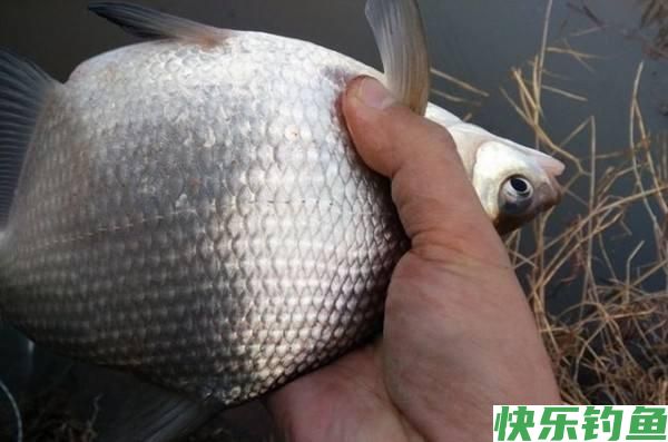 鳊鱼很难垂钓吗？只需做好这三点，大鳊鱼狂拉不停