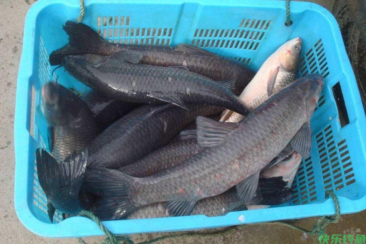 钓青鱼用这饵料和小药效果最好，大青鱼连竿上