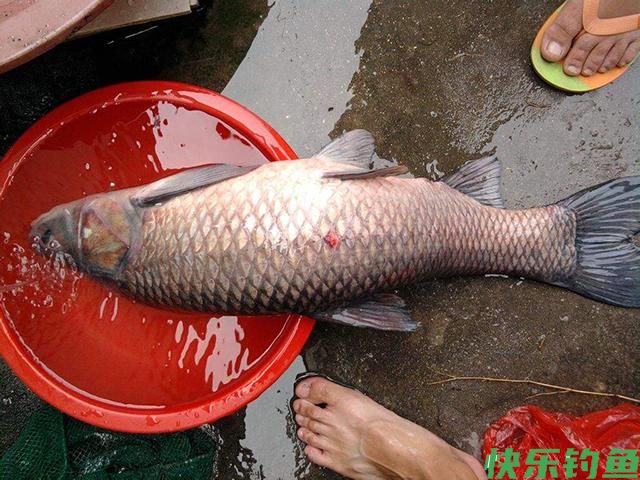守钓大青鱼，相对比螺蛳，用田螺钓大青鱼效果是否更好一些？