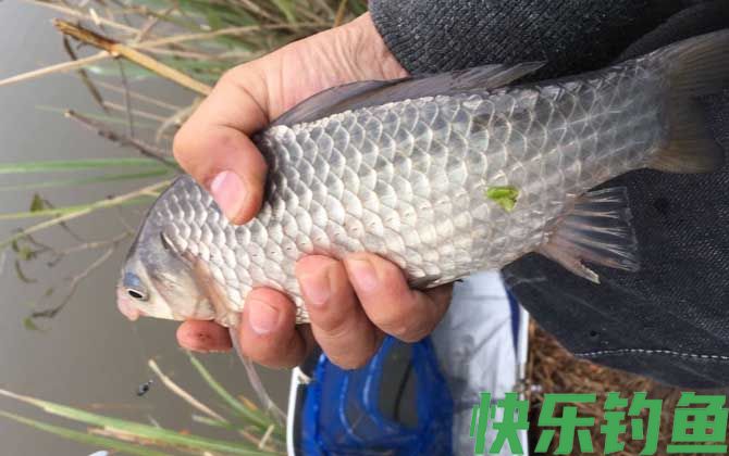 早春钓鱼技巧全知识