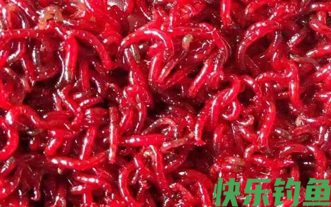 钓鱼用的红虫是什么虫？