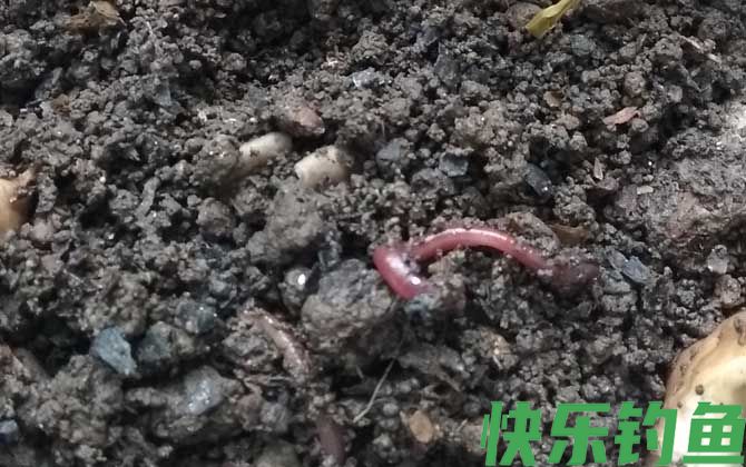 蚯蚓吃什么食物？