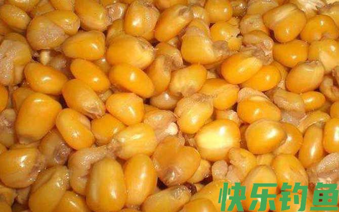 嫩玉米钓鲤鱼饵料制作方法