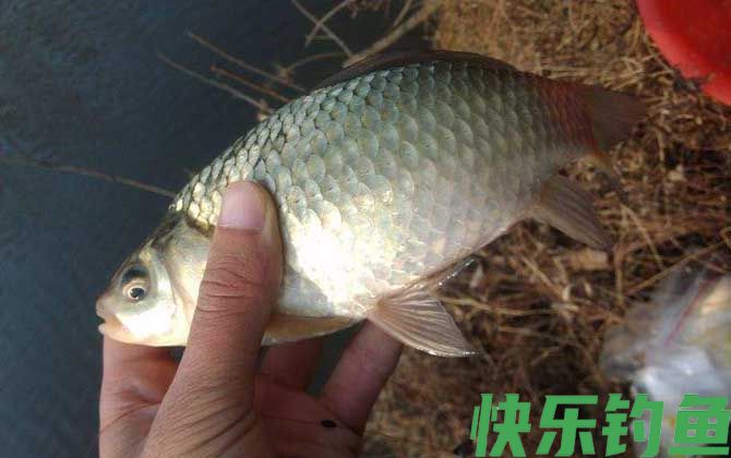 冬天钓鲫鱼用什么饵料最好？