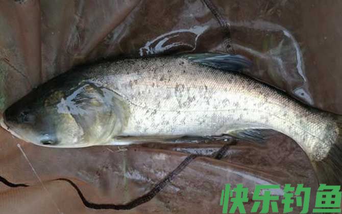 钓鲢鳙黑漂打不到是什么原因？
