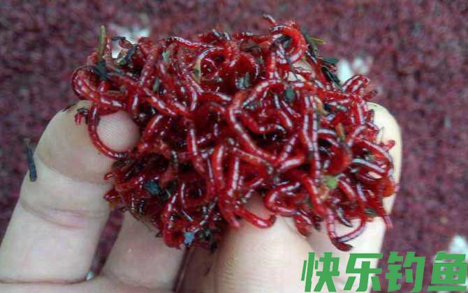钓鱼用的红虫有毒吗?
