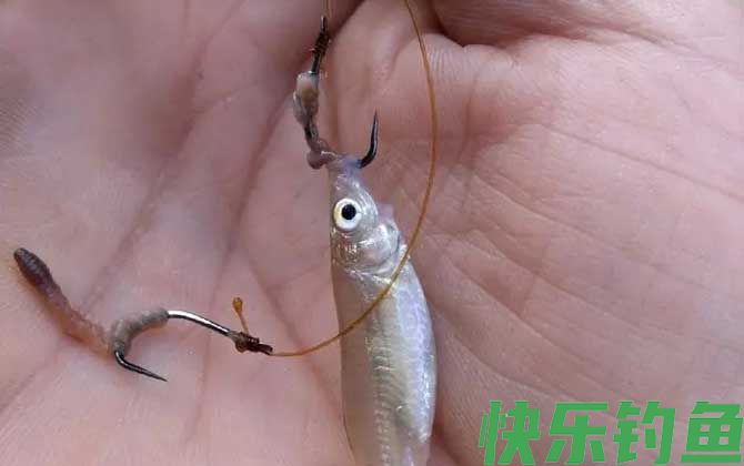 蚯蚓钓鱼好钓吗？