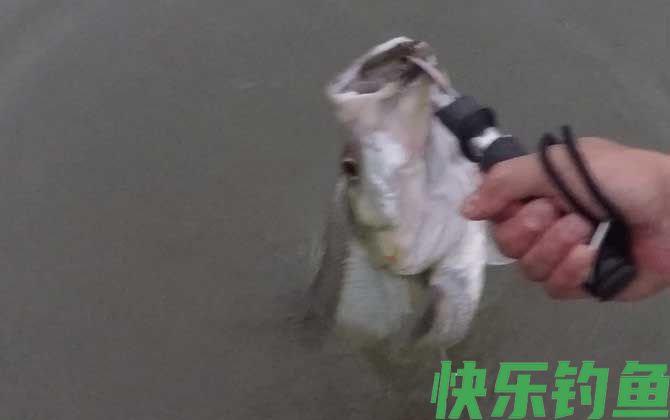 手竿钓翘嘴的技巧和方法