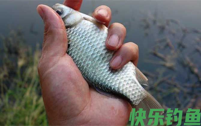 秋季钓鲫鱼的最佳时间