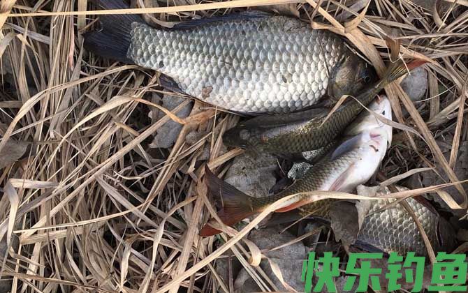 水库野钓鲫鱼如何打窝?