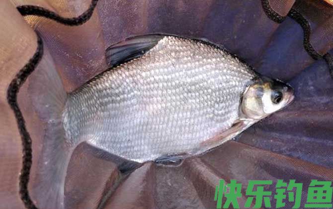 钓草鱼鳊鱼怎么调漂?