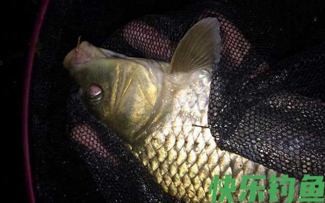 用玉米钓鲤鱼怎么调漂最好?