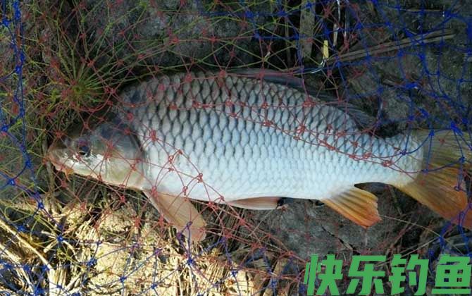 桑葚钓鱼