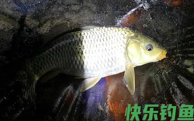 桑葚钓鱼