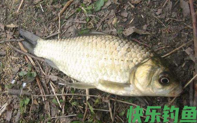 春季钓鲫鱼