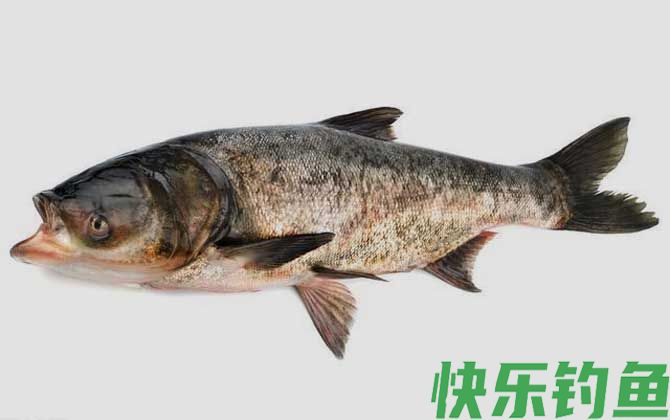 鲢鳙