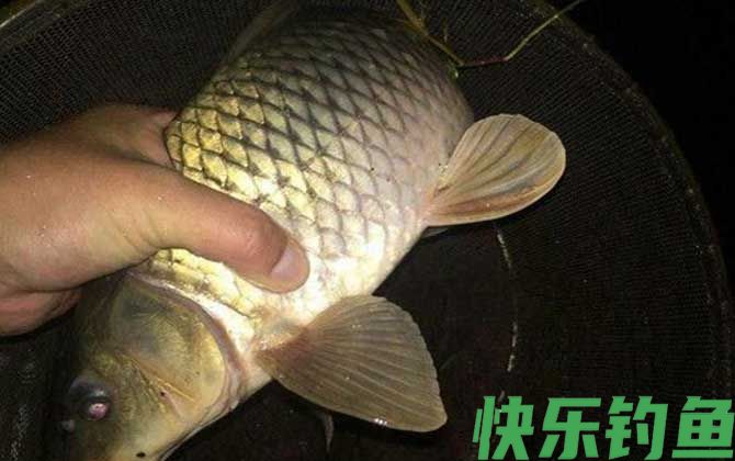 夏天晚上钓鱼