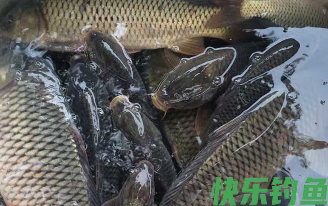 钓鲤鱼