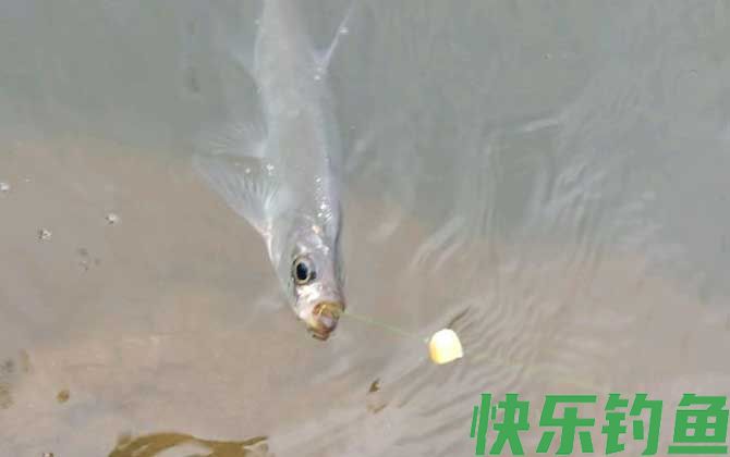 手竿钓翘嘴