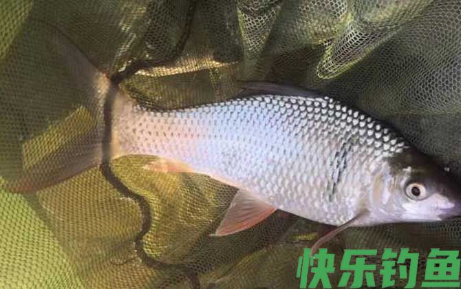 钓鱼