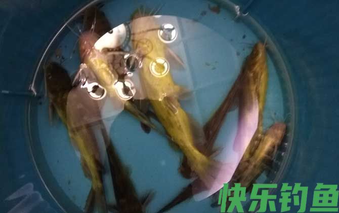 黄颡鱼