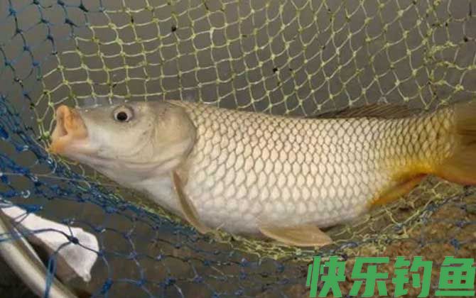 鲤鱼