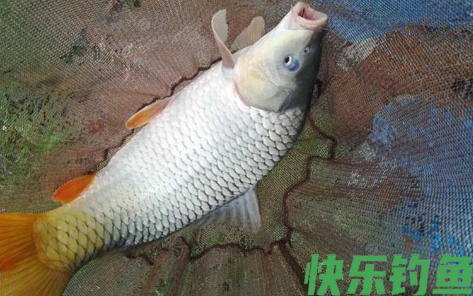 鲤鱼