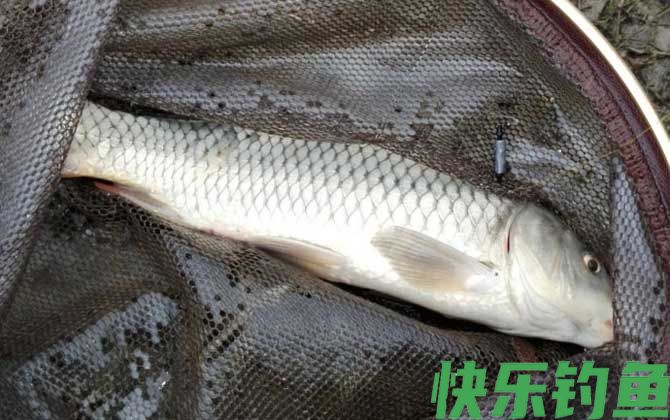 鲤鱼