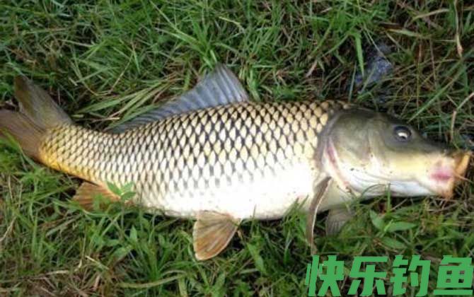 钓鲤鱼