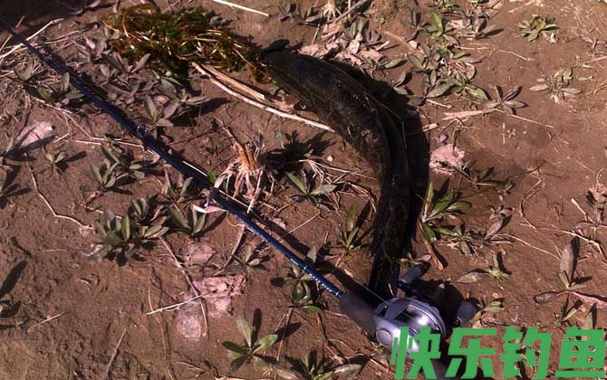钓黑鱼