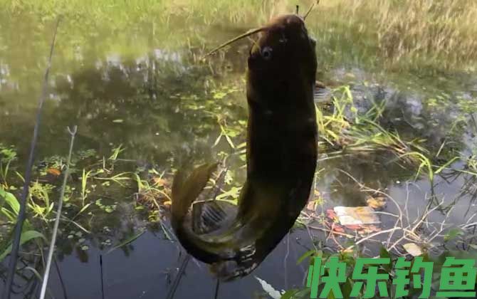 黄骨鱼生活在污水中吗