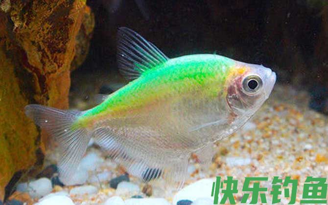 彩裙鱼好养吗