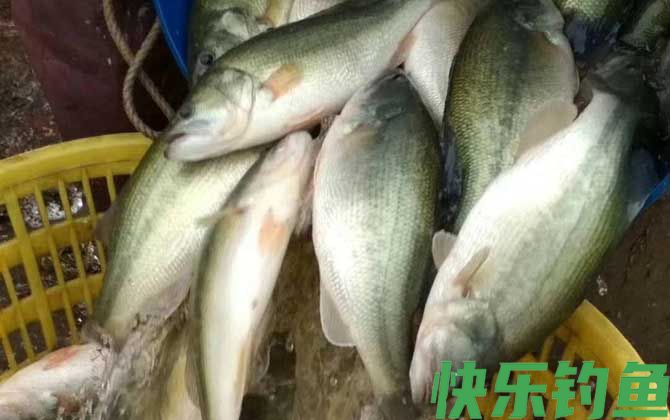 黑鲈是什么鱼