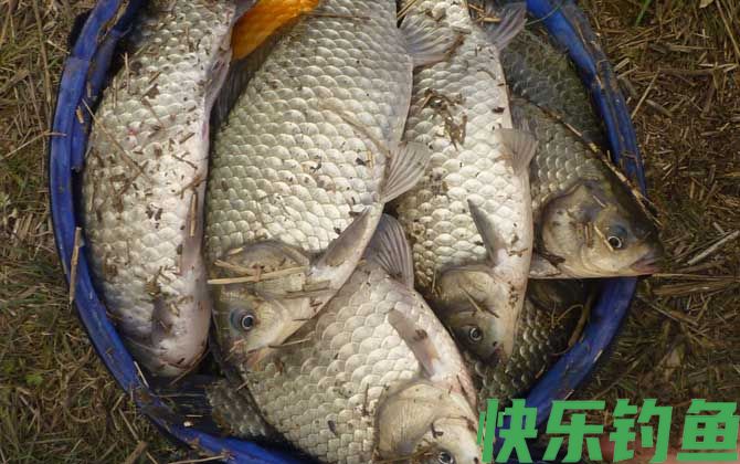 鲫鱼为什么长不大