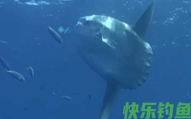 翻车鱼真的很难吃吗
