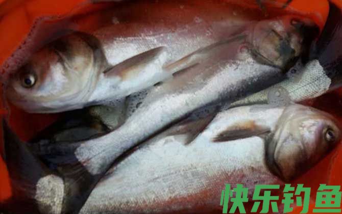 鲢鱼和鳙鱼是同一种鱼吗