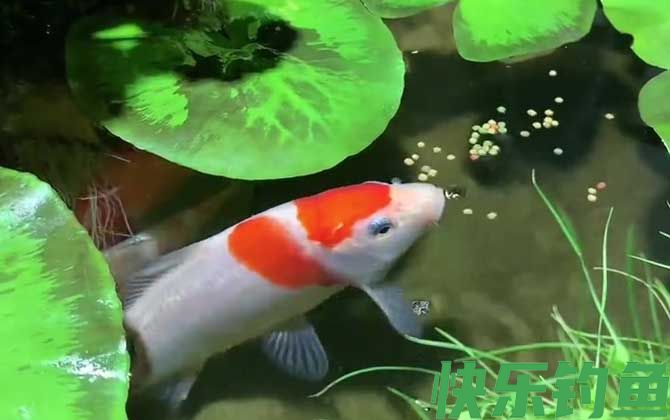 锦鲤鱼烂身用什么药最好