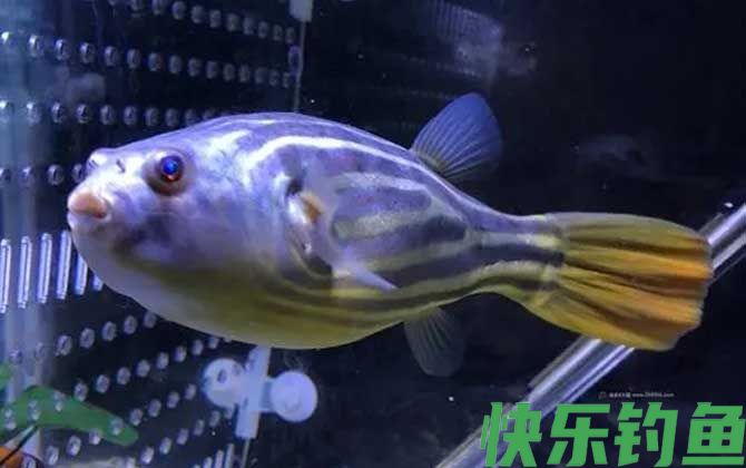 斑马狗头鱼是什么鱼