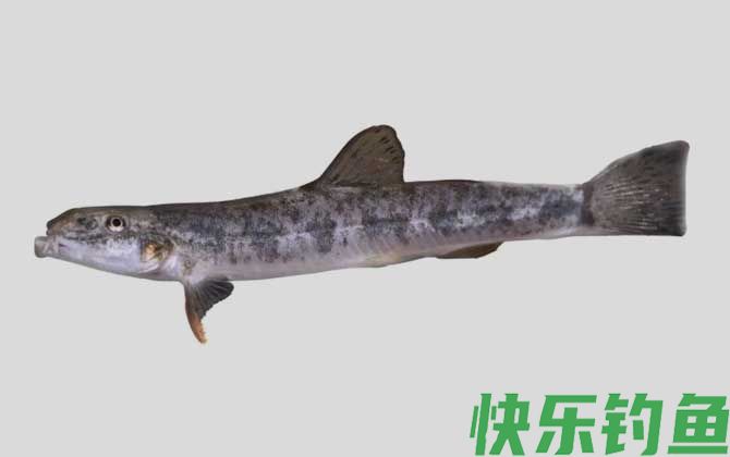 贝氏高原鳅是什么鱼