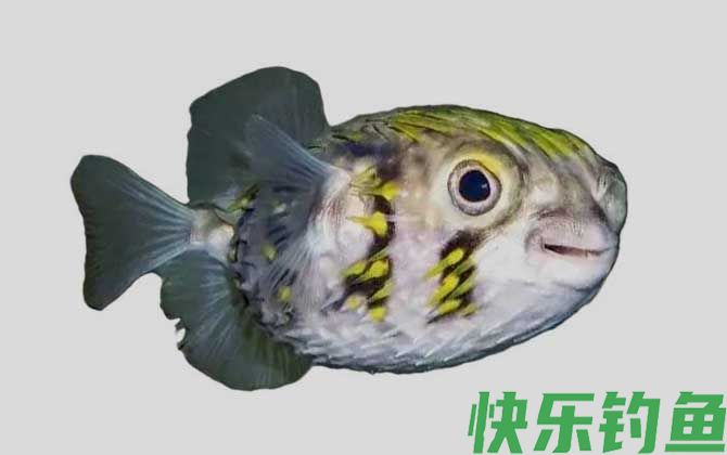 许氏短刺鲀是什么鱼