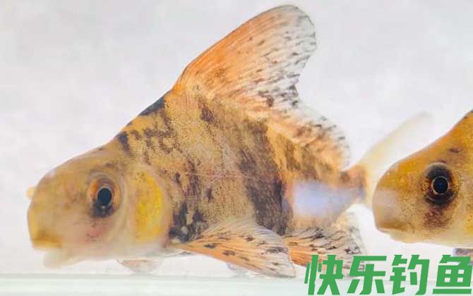 胭脂鱼