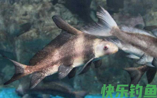 胭脂鱼