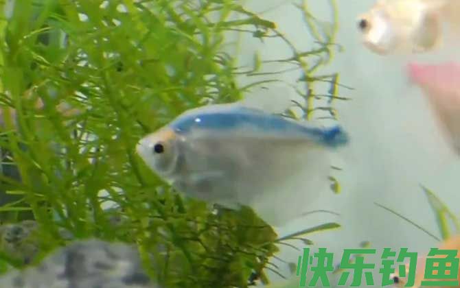 彩裙鱼